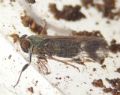 Reptalus sp.